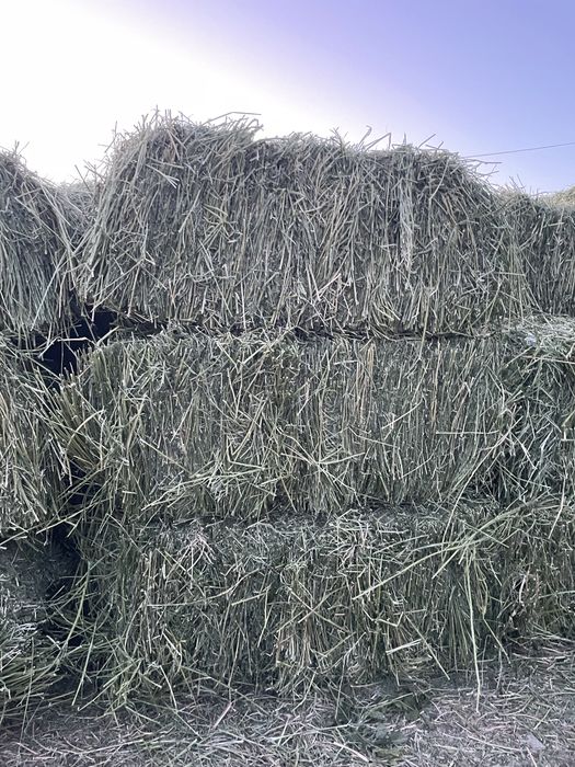 Жоңышқа ауыр, таза