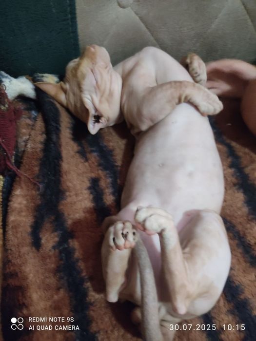 Продаётся канадский сфинкс