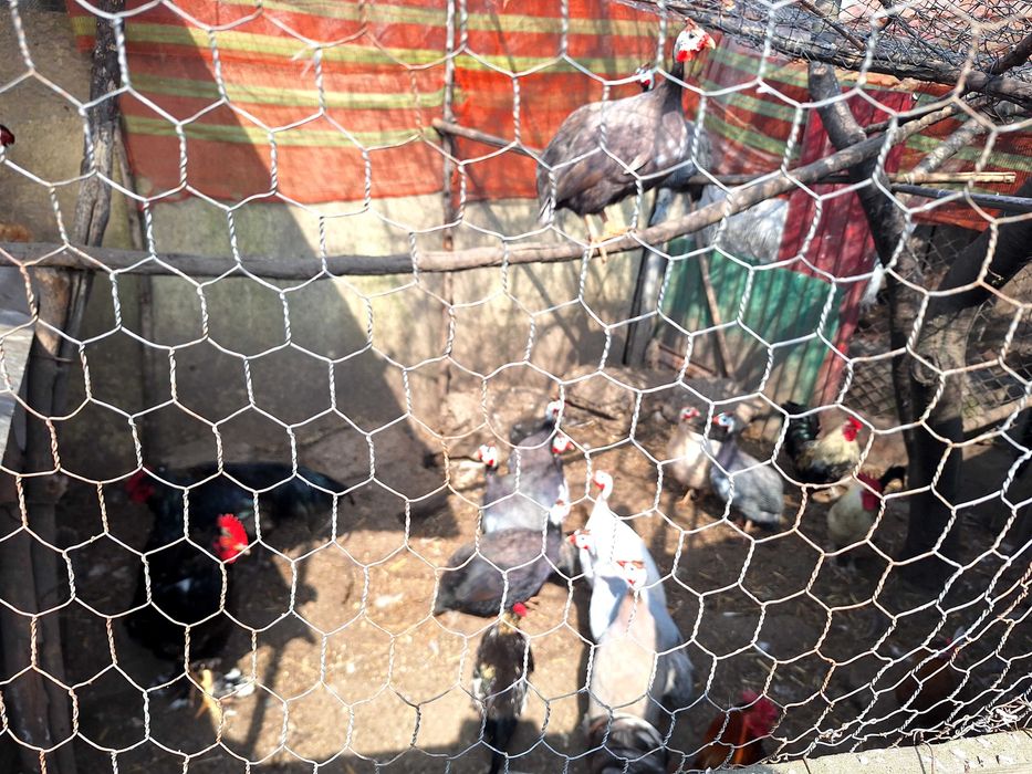 Bibilici si gaini pitice