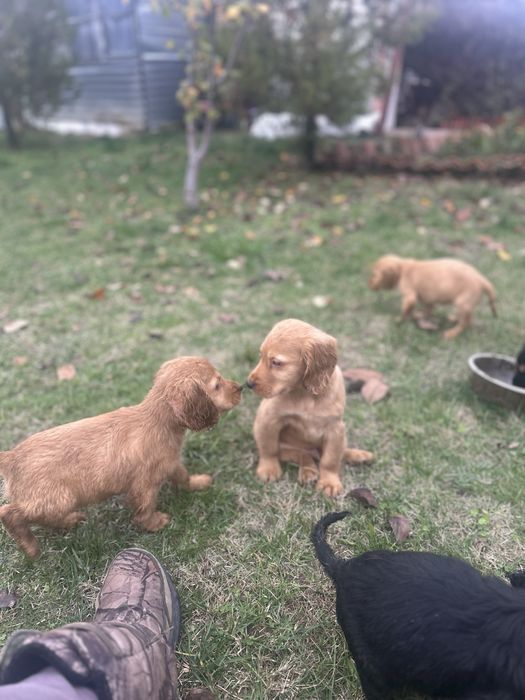 Продавам кокер / лабрадор