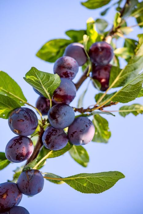Vând prune pentru țuică