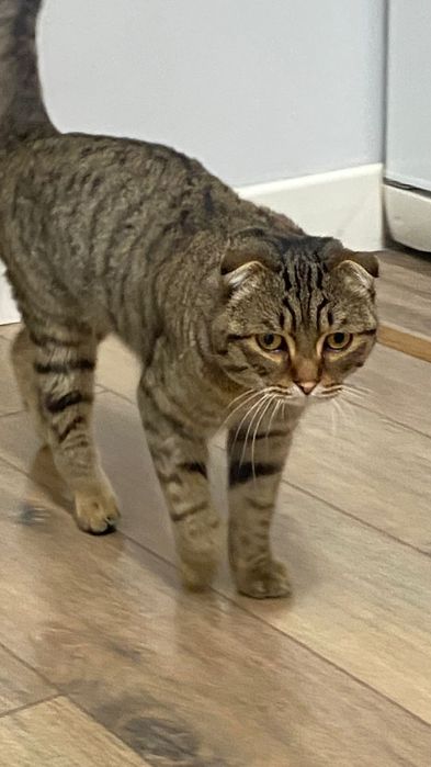 Отдам кота в добрые руки