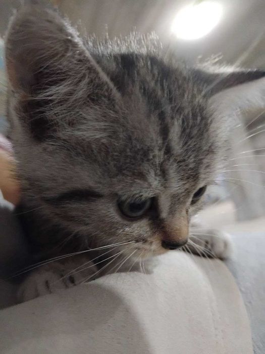 бенгальская кошка