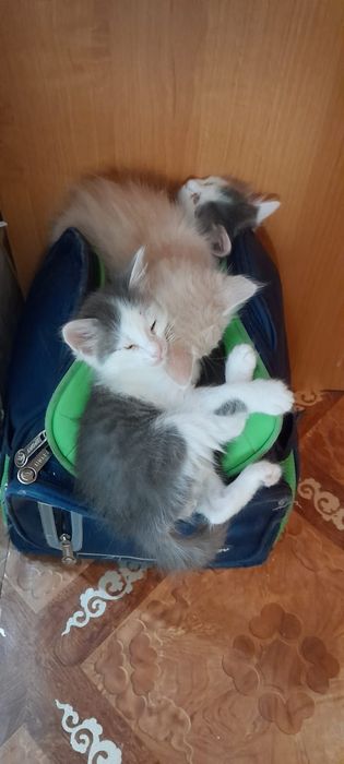 Отдам в добрые руки котят