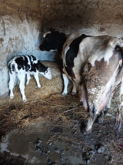 vand vaca la al 6 lea vitel