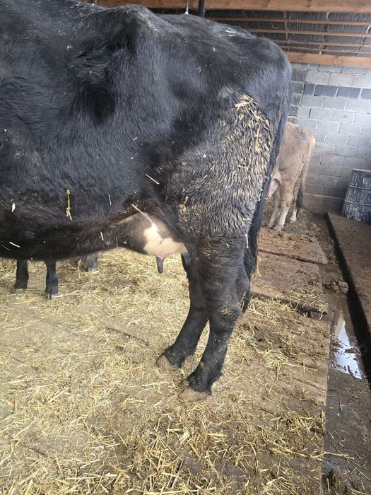 Бұзаулы сиыр сатылады