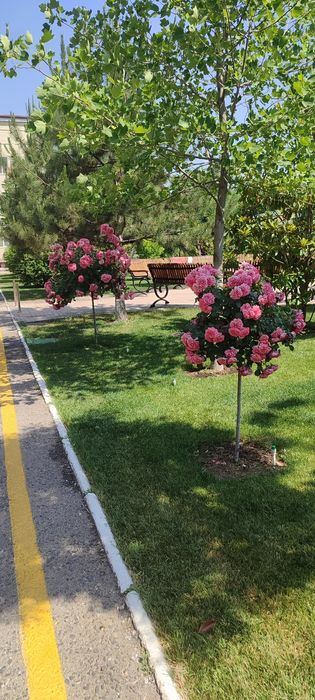 Gazon ekish  landshaft