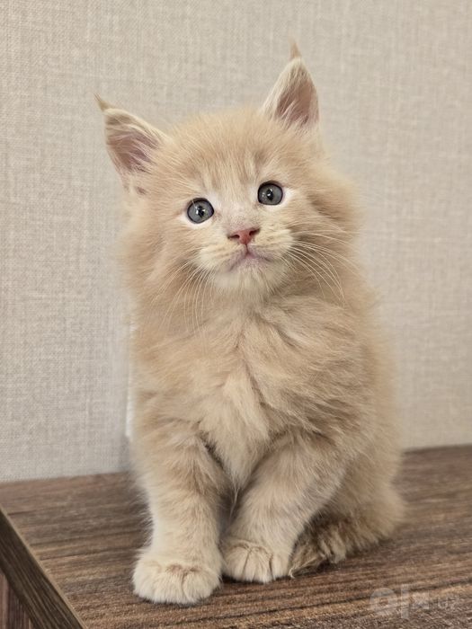 Шикарный мальчик мейн кун