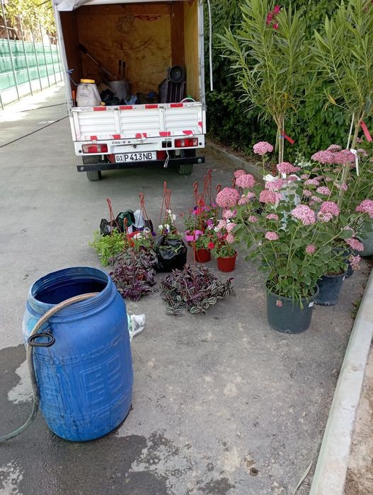 Bogʻbon sadovnik 12 -yillik agranom