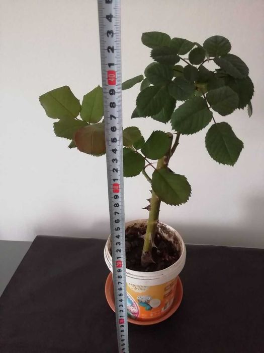 Традесканция Рео, папоротник , роза розовая для сада