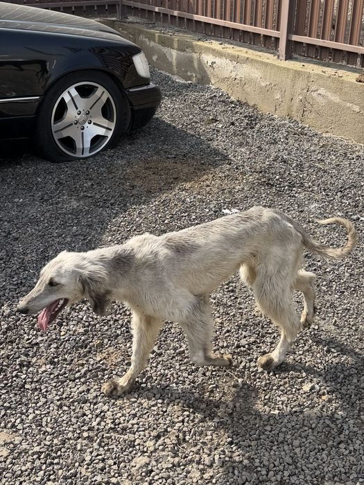 Тазы родословная