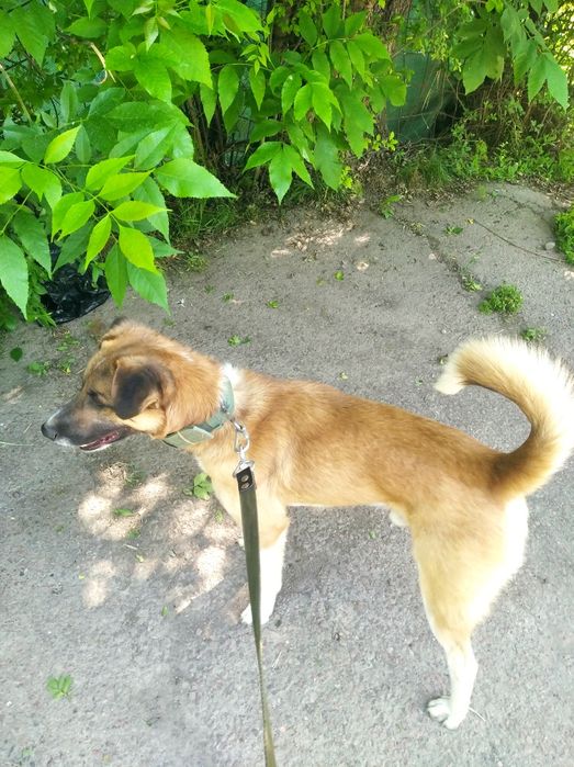 Собака в добрые руки