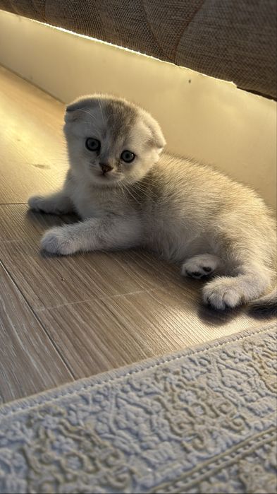 Котята вислоухие шиншиллы
