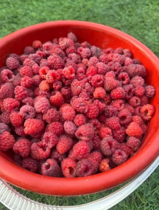 Продам крупную малину
