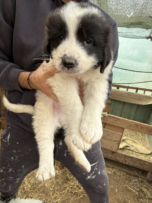 Ciobanesc de bucovina