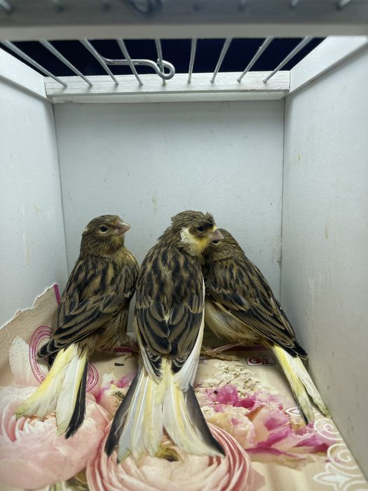 Kanareyka канарейка