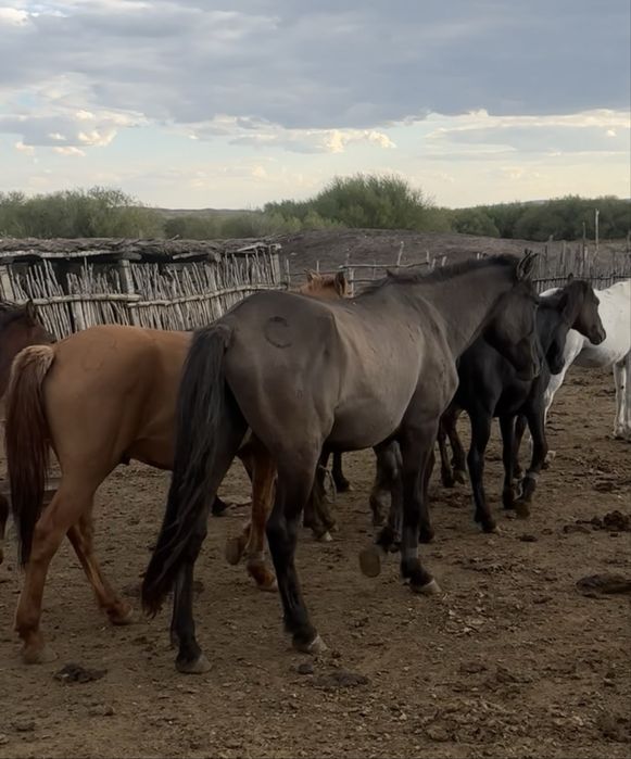 айғыр айгыр жеребец