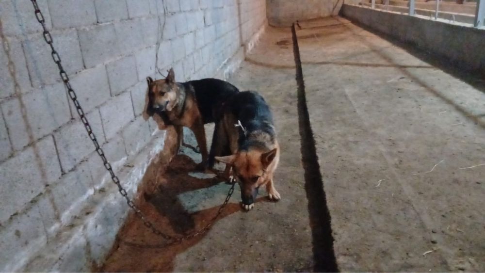 Щенок немецкая овчарки