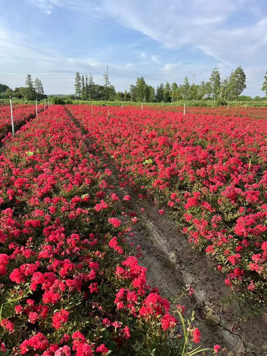 Индийский сирень янги тур