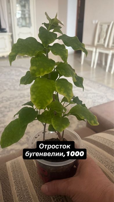 Отросток бугенвелии,свежий прям