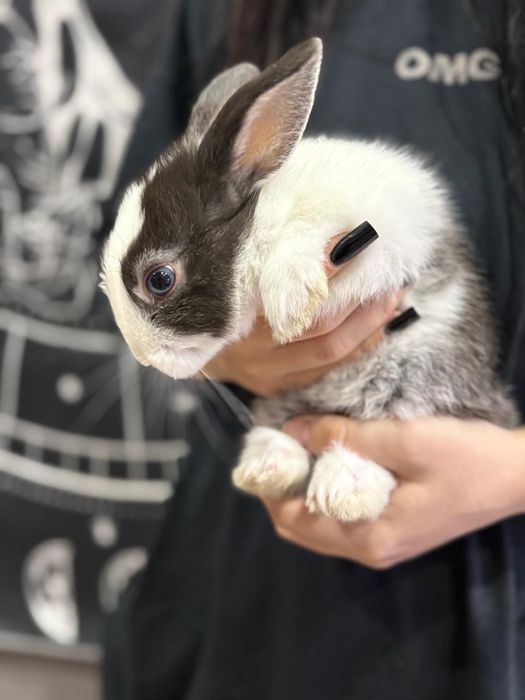 Продам декоративного кролика