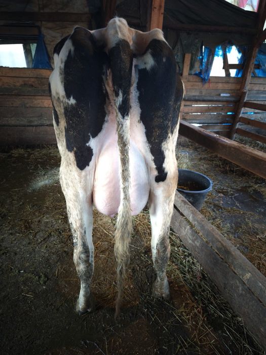 Vand Vaca Holstein