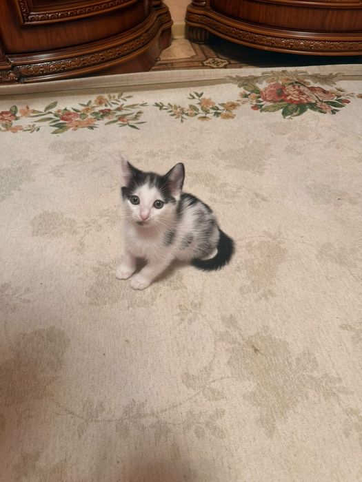 Котята домашнии.