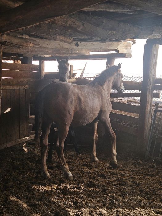 Продам лошадок по цене договоримся