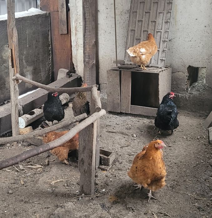 Домашние куры и петушки