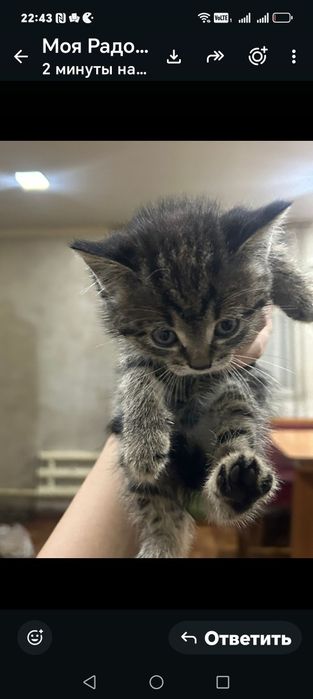 Одам котят доброе руки