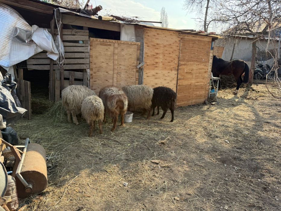 Бараны годовалые