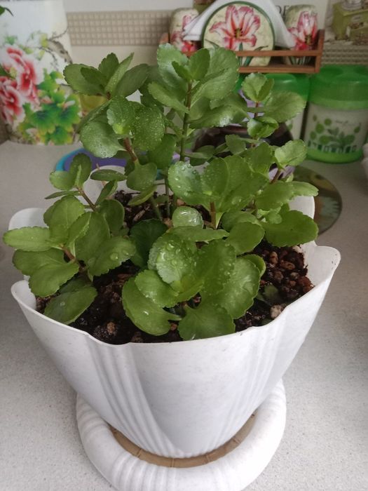 Каланхоэ цветок продам