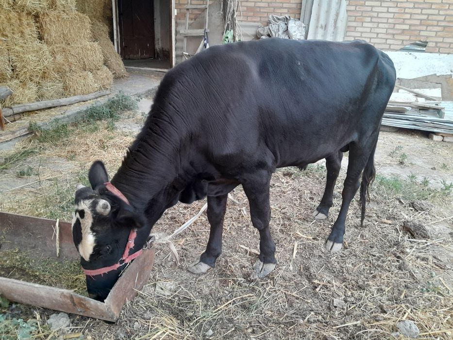 Buqacha sotiladi