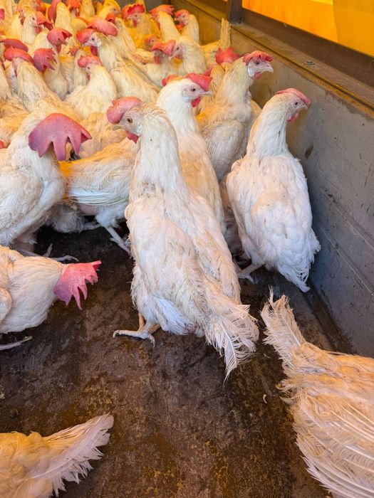 Куры Легорны несушки куры