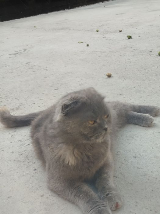 Skotish fold  kul rang yoshi 1da