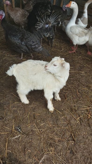 Продам домашних козлят