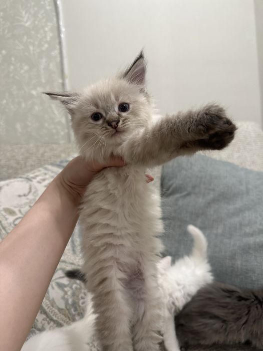 Продам ангорских котя