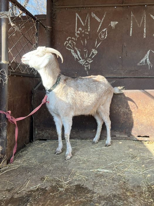 Продается дойная коза. Ешкі. Козы.