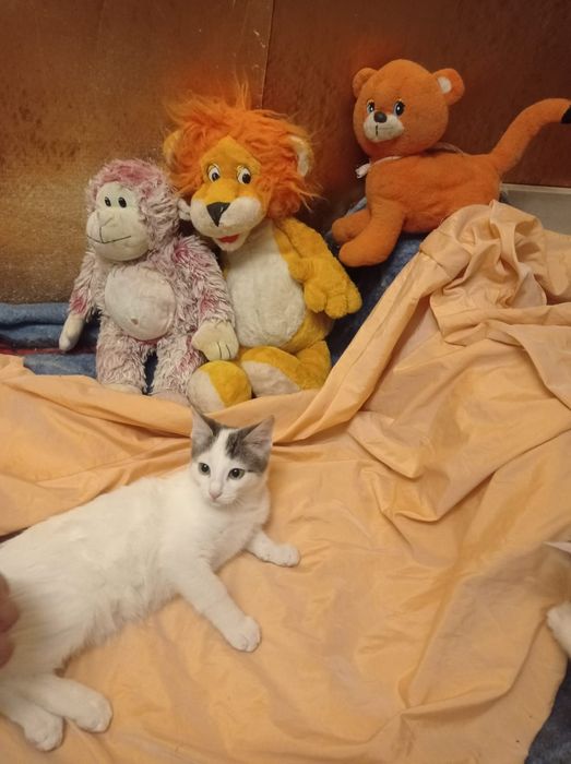 Котята~ счастья в дом