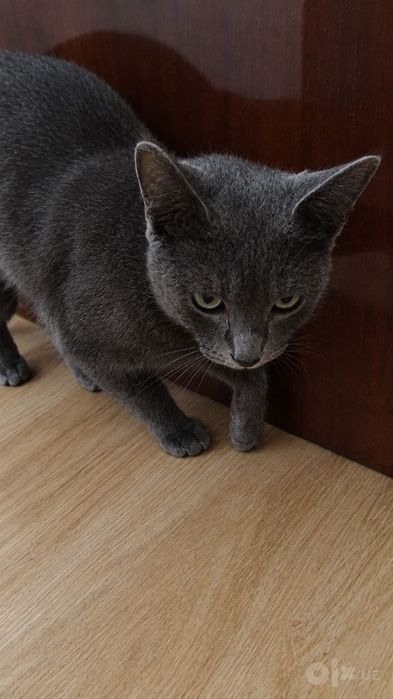 Mushuk sotiladi, zoti Russian Blue