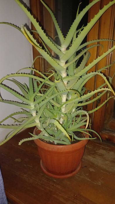 Продам алоэ столетник
