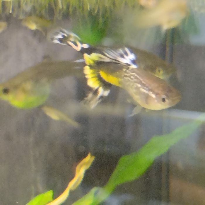 Продам гуппи, креветки, аквариум