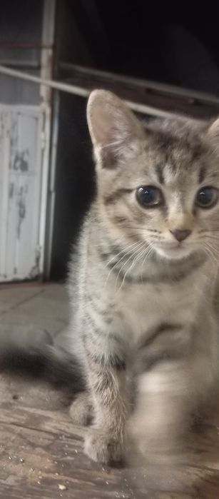 Кошка. Котёнок. Бесплатно.