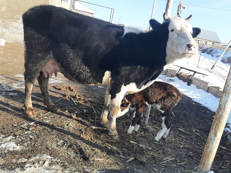 Сүтті сауын сиыр,