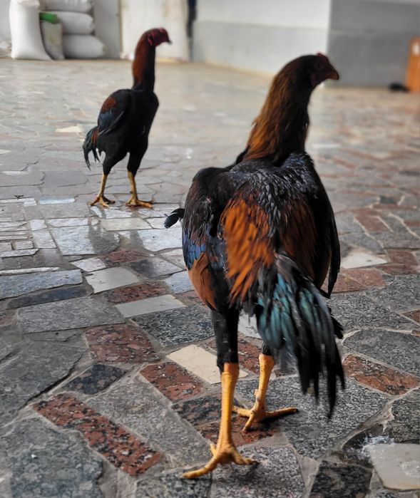 Dakan xoroz sotiladi