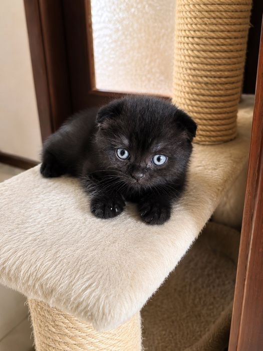 Шотландски клепоухи котета