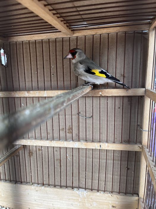 Продам щеглов крупные