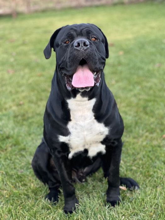 Cane corso cu pedigree FCI de tip A