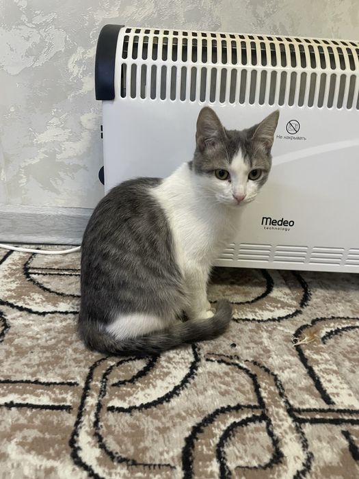 Отдам хорошие руки котята