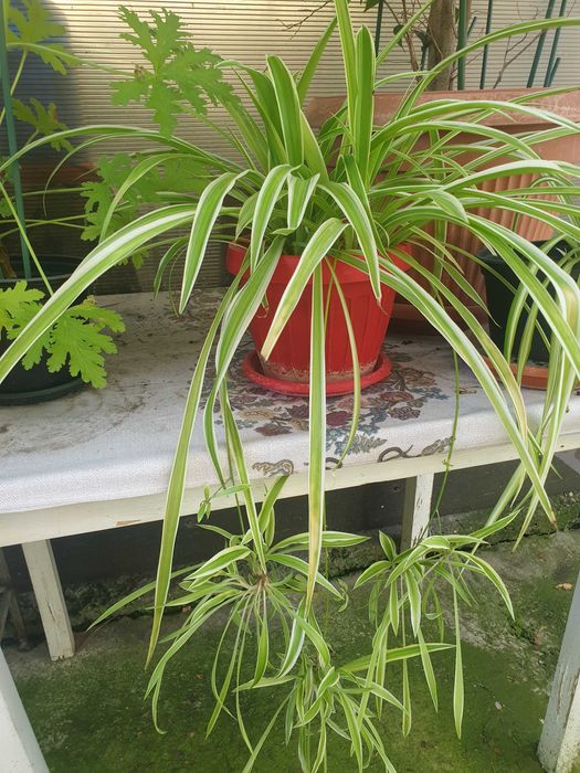 Vand plante la ghiveci